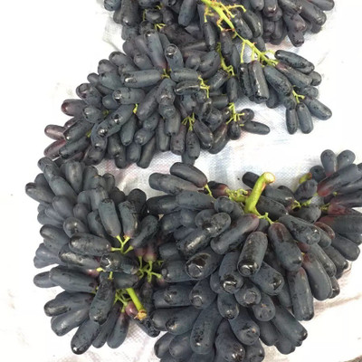 Quentova Finger Black Grape Extra Super Sweet-CIAR-3M Seed(50 per packet)