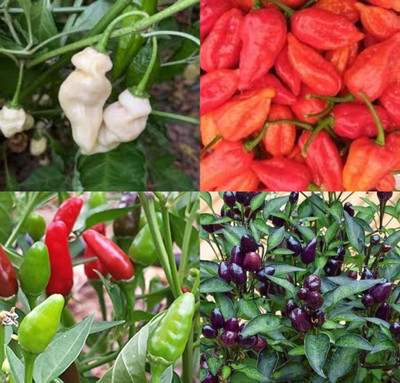 ibains Ghost chilli seeds beez 20 Seed(20 per packet)