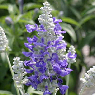 Biosnyg Salvia Flower Garden Seeds - Strata Variety -[50 Seeds] Seed(50 per packet)
