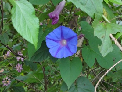 Quentova Blue Dawn Flower (Ipomoea acuminata) Seed(50 per packet)