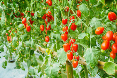 VRAKSHA tomato Seed(115 per packet)