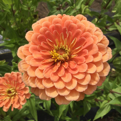 Lorvox Zinnia Double Mixed Color Flower Seed(30 per packet)