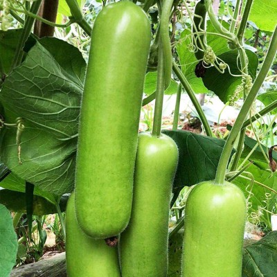 CYBEXIS High Germination Bottle Gourd Seeds 400 Seeds Seed(400 per packet)