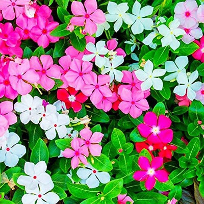 Lorvox Vinca flower all colours Seed(40 per packet)