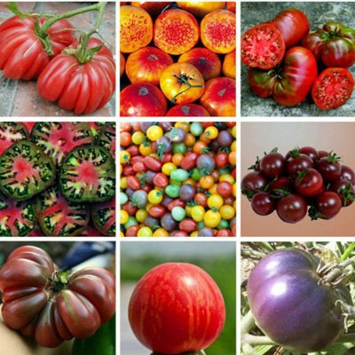 CYBEXIS 9 Varieties Mixed Tomato Seeds Garden Farm Delicious Vegetable Fruit Plant Décor Seed(10 g)
