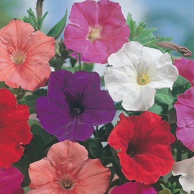 M-Tech Gardens petunia Seed(100 per packet)