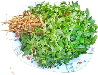MAA Amaranthus Green Seed(300 per packet)