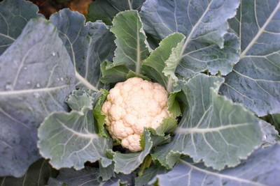 ONUS white cauliflower,gobhee seeds Seed(10 per packet)