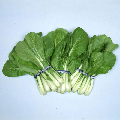 WILLVINE SCI -X Chinese Cabbage Seeds - Osaka Shirona [50g] Seed(15000 per packet)