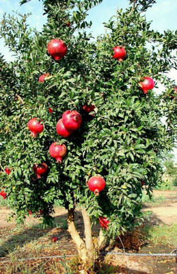 KANAYA Anar Seed(50 per packet)