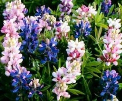 Aywal Lupin Mixed Color Flower Seed(50 per packet)