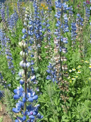 Aywal Lupin Pixie Dwarft Mixed Flower Seed(60 per packet)