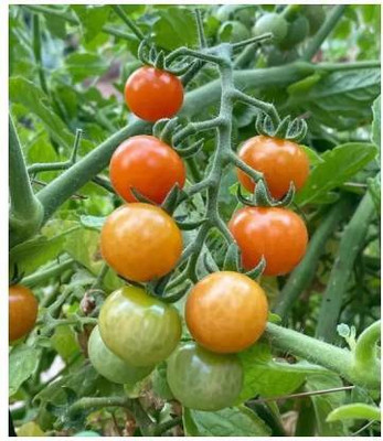 Aro Tomato PKM, Tamatar Seed(250 per packet)