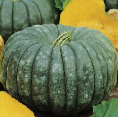 Farmonix Pumpkin Seeds Sweet Queensland Pumpkin Seed(2000 per packet)