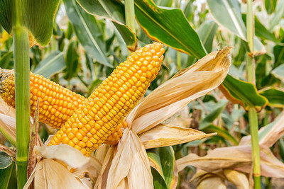 Kodali F1 Hybrid Corn Seeds Pack Of 48 Seed(48 per packet)