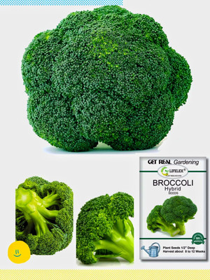 LIFELEX Broccoli Hybrid Seed(55 per packet)