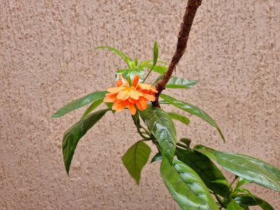 UPASSANA kanakambaram-firecracker-crossandra Seed(17 per packet)