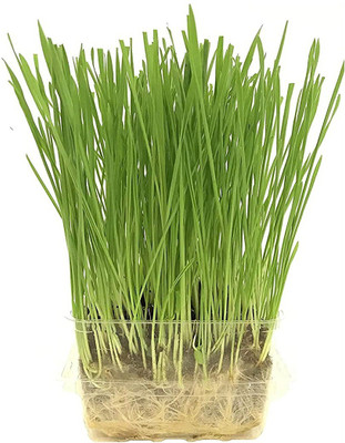 VibeX VVI-72 - Premium Hard Red Winter Wheat - (22500 Seeds) Seed(22500 per packet)