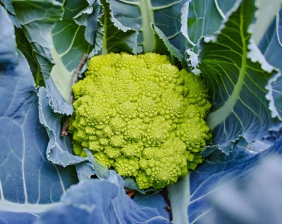 GROWN white cauliflower,gobhee seeds Seed(14 per packet)