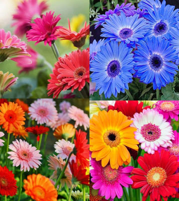 ibains Gerbera seeds mix colour beez 11 Seed(11 per packet)