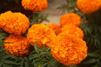HYBRID marigold/gende ka phool flower seeds Seed(75 per packet)