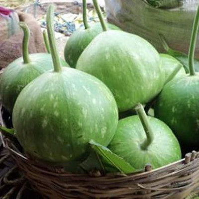 KANAYA LAW/LOWKI Round Bottle Gourd Lauki/Lau/Clabash Seed(26 per packet)