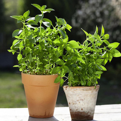 CYBEXIS VXI-87 - Hairy Lemon Thai Basil (Ocimum canum) - (1500 Seeds) Seed(1500 per packet)