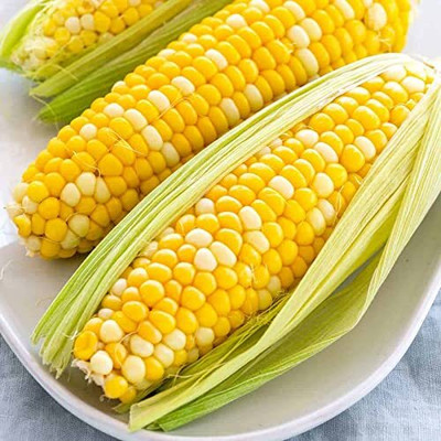Qualtivate AXL-1AT Hybrid Corn Seeds Seed(400 per packet)