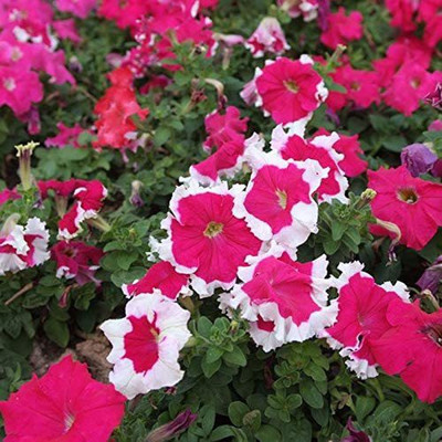 CYBEXIS Hybrid Petunia Hybrid Red and White Seed(50 per packet)