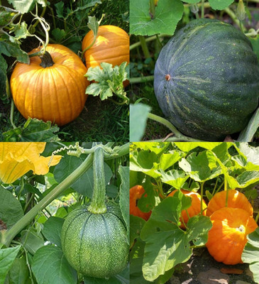 ibains Pumpkin seeds for farming beez 38 Seed(38 per packet)