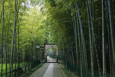 BDSresolve Bamboo seed for planting PACK OF 95 Seed(95 per packet)