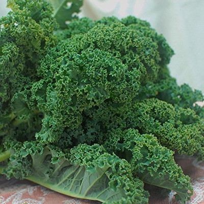 WILLVINE NKR -V Vates Blue Scotch Curled KALE [50g] Seed(15000 per packet)