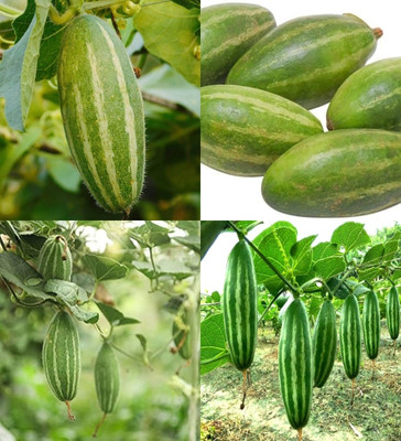 ibains Parwal seeds biij 39 Seed(39 per packet)