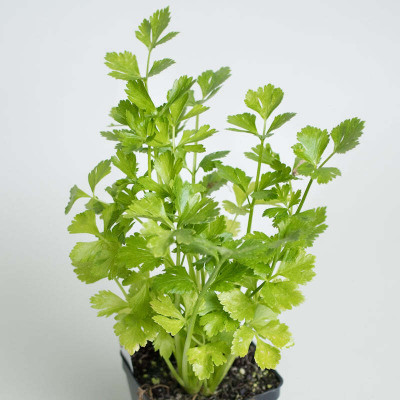 Flipkart SmartBuy Parsley Seed(25 per packet)