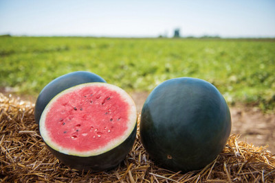 Farmonix Watermelon Seeds Sugar Baby Seed(100 per packet)