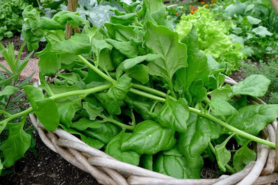 VibeX ® VMR-299 New Zealand Spinach Seeds Seed(500 per packet)