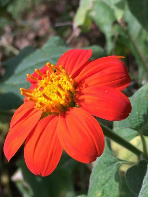 madrid Tithonia Red Flower Seed(70 per packet)