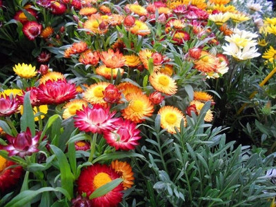 BSARKAR Helichrysum flowers seed Seed(50 per packet)