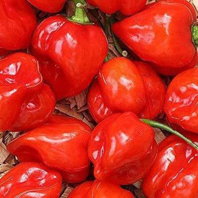 CYBEXIS GBPUT-61 - Premium Hybrid Red Capsicum - (1350 Seeds) Seed(1350 per packet)