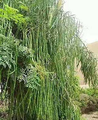 Jevik Moringa/ Drumstick Saijan Seed(150 per packet)