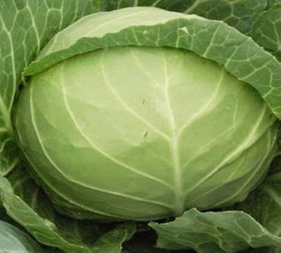 ibains Green cabbage seeds Bij pack of 10 Seed(10 per packet)