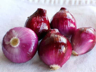 CYBEXIS LX-13 - Red Onion Burgundy - (13500 Seeds) Seed(13500 per packet)