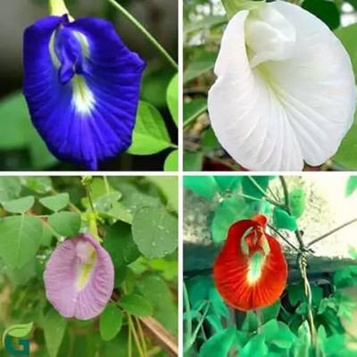 Greenfall ButterflyPea Aparajita Seeds, Mixed Colors, Clitoria Ternatea (24 Per Packet) Seed(20 per packet)