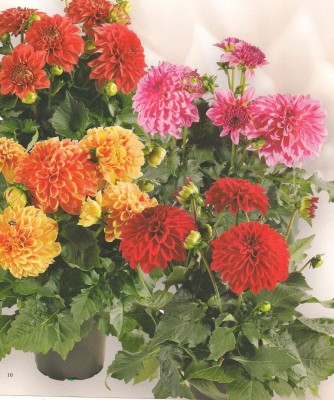 Aywal Dahlia Bonsai Flowers Seeds Multicolour Mixed Seed(100 per packet)