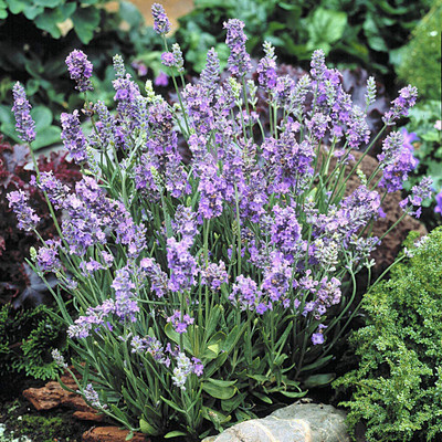 CYBEXIS ATS-33 - Lavender Ellagance Sky - (750 Seeds) Seed(750 per packet)