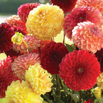 Aywal Dahlia Hybrid Flower Seed(40 per packet)