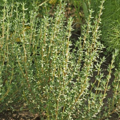 CYBEXIS VXI-2 - Thyme(Thymus Vulgaris)Herb - (450 Seeds) Seed(450 per packet)