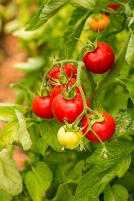 Mowaz tomato Seed(105 per packet)