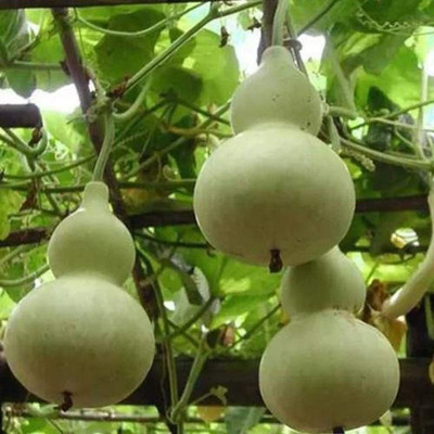 CYBEXIS Early Sprouting Brussels Sprout Seeds2000 Seeds Seed(2000 per packet)