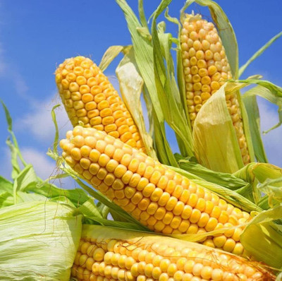 WILLVINE VNR -XI Peaches & Cream Sweet Corn Seeds-[250g] Seed(1000 per packet)